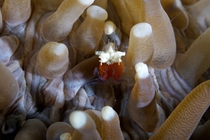North Sulawesi-2018-DSC04880_rc- Mushroom coral shrimp - Crevette de Koror - Cuapetes kororensis